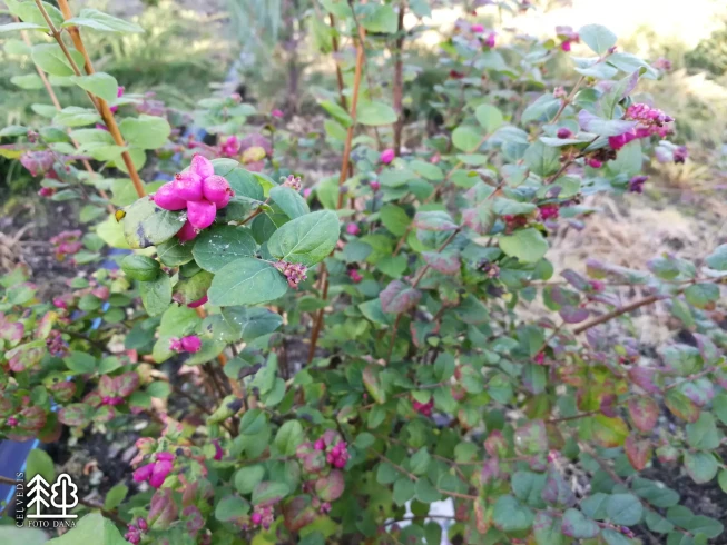 Symphoricarpos × doorenbosii   'Mother of Pearl'